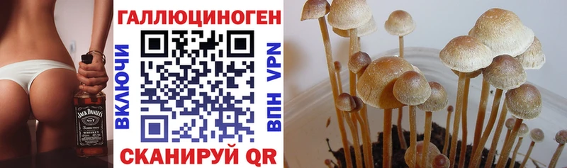 Псилоцибиновые грибы Cubensis  Заинск 